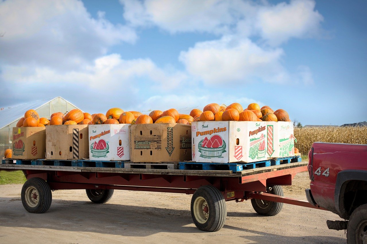 Find the best pumpkin patch in the UK