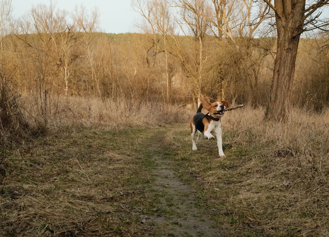 The best dog friendly holiday ideas in the UK