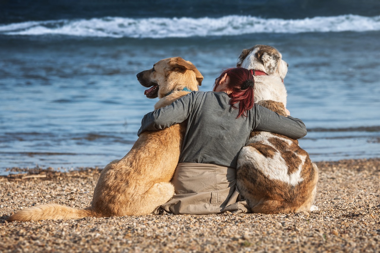 The best dog-friendly beaches all year round