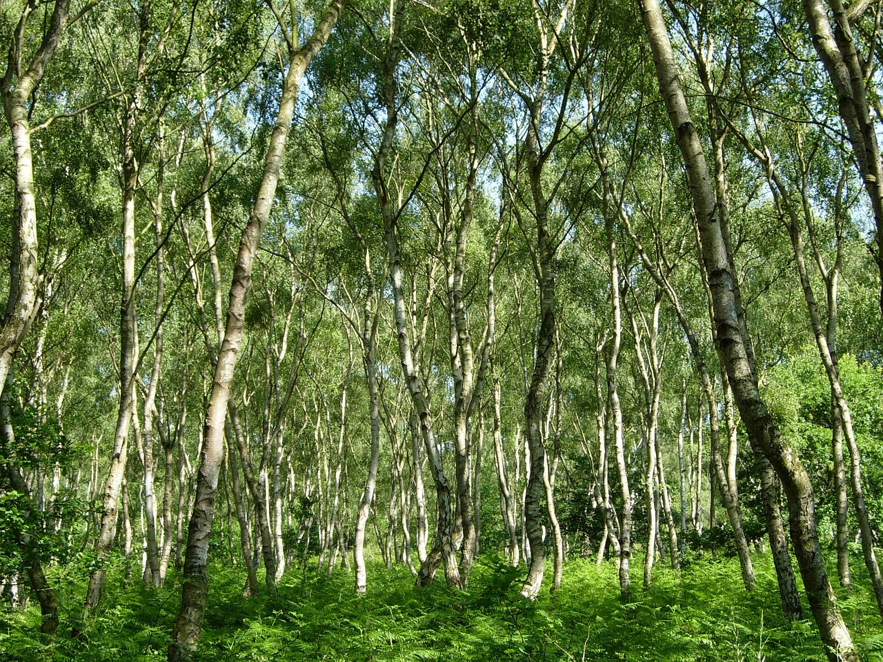 Your guide to the best Sherwood Forest walks